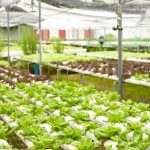 Growing Tips and Plant Recommendations