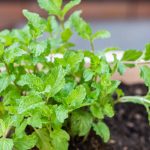 Vibrant lime and vegetable gardens bursting with colorful abundance