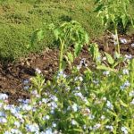 Cicadas buzzing in vegetable gardens, creating a natural symphony of sound