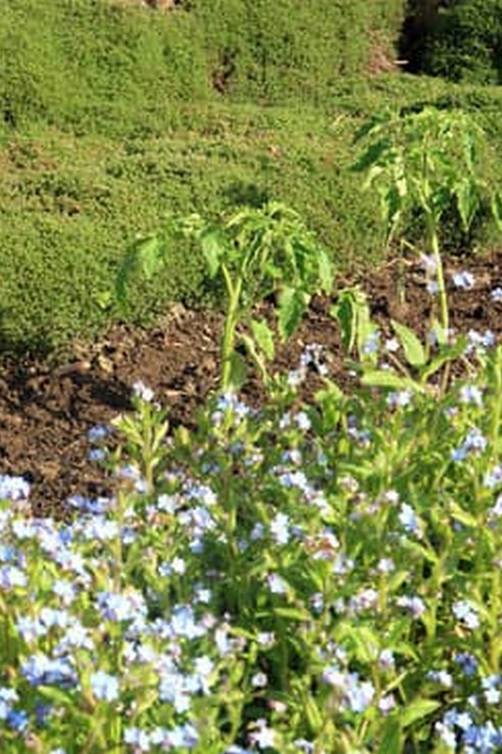 Cicadas buzzing in vegetable gardens, creating a natural symphony of sound