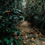 Good Pollinator Plants to Add to Vegetable Gardens good pollinator plants like lavender and sunflowers enhance growth and yield