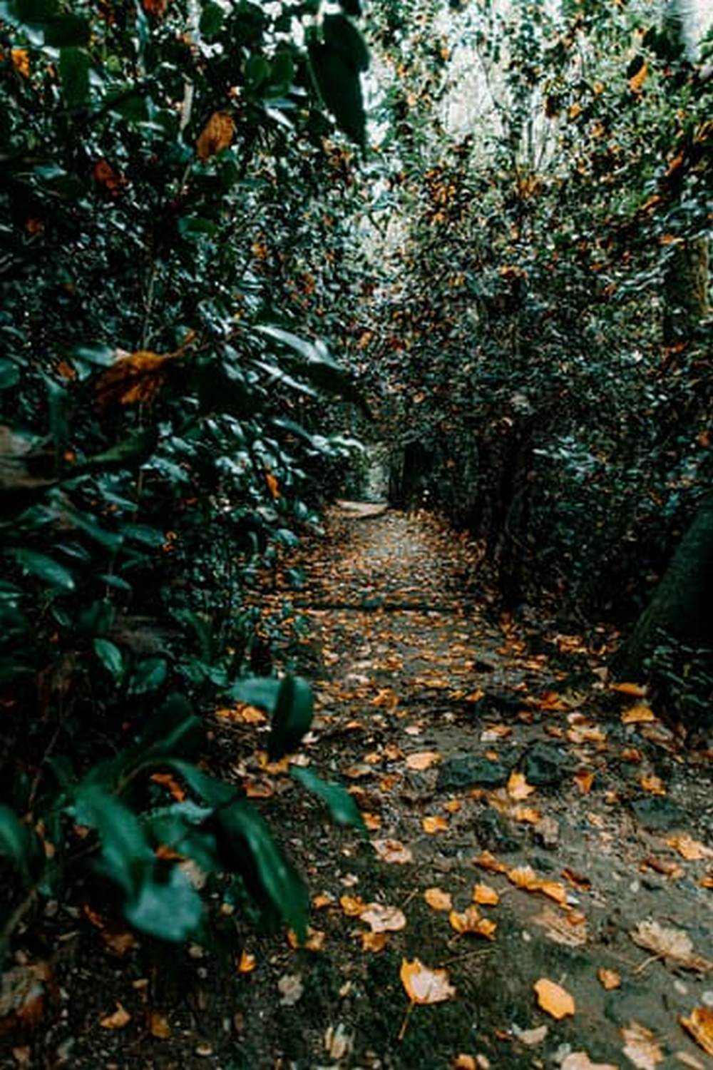 good pollinator plants like lavender and sunflowers enhance growth and yield