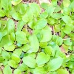 Fine Gardening Easy to Grow Vegetables Easy to Grow Vegetables - Elevate your garden with simple, productive veggies for a successful harvest