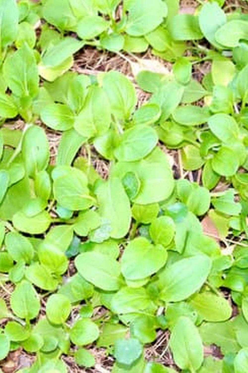 Easy to Grow Vegetables - Elevate your garden with simple, productive veggies for a successful harvest