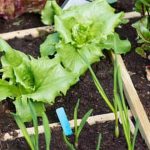 Organic weed control methods like mulching and hand weeding kill weeds in vegetable gardens
