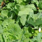 Homemade remedies for vegetable garden pests and diseases using natural ingredients like garlic and neem oil