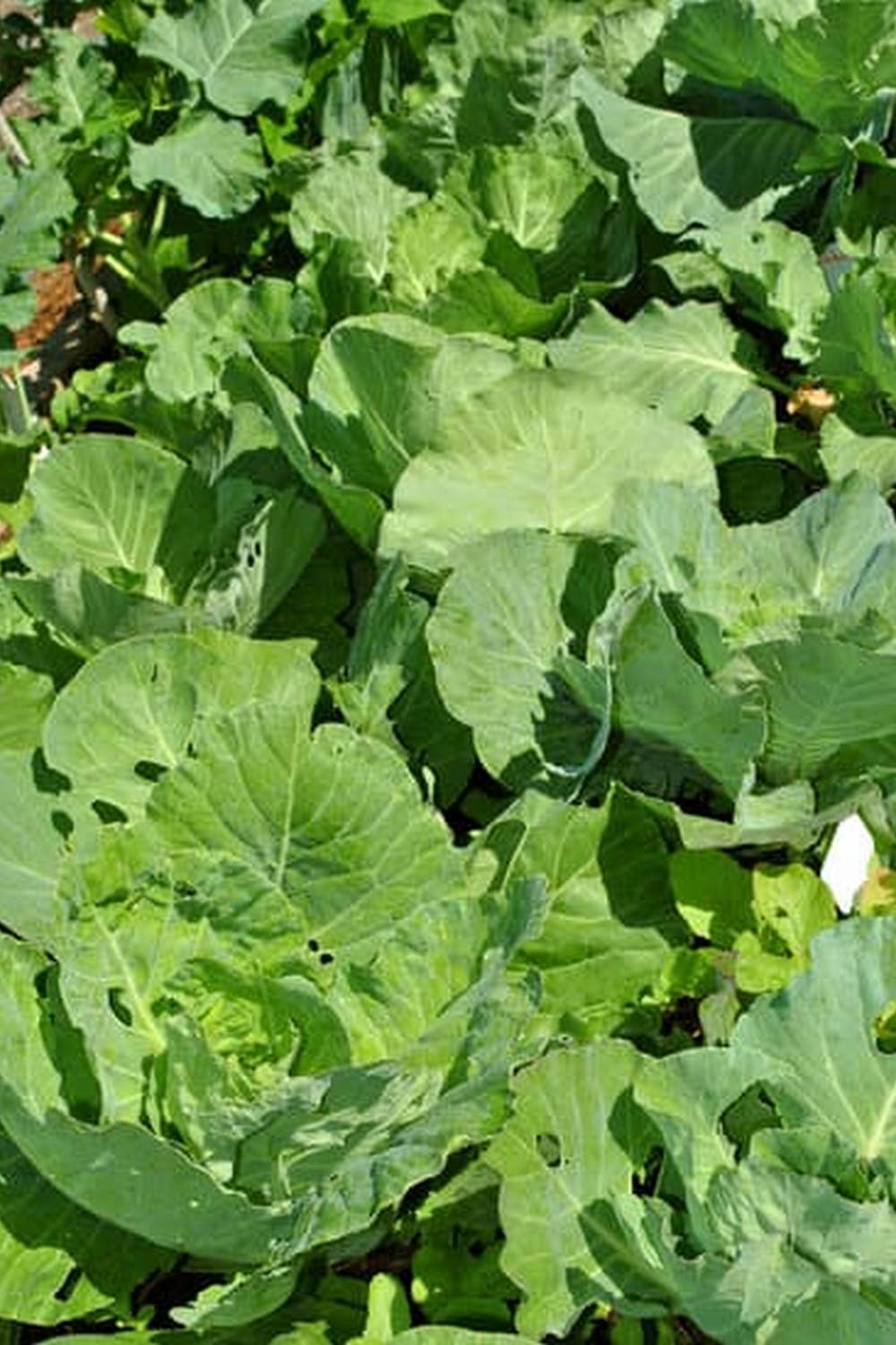 Homemade remedies for vegetable garden pests and diseases using natural ingredients like garlic and neem oil