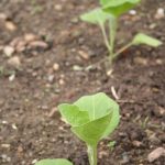 a blend of herbs, tomatoes, and peppers in small spaces
