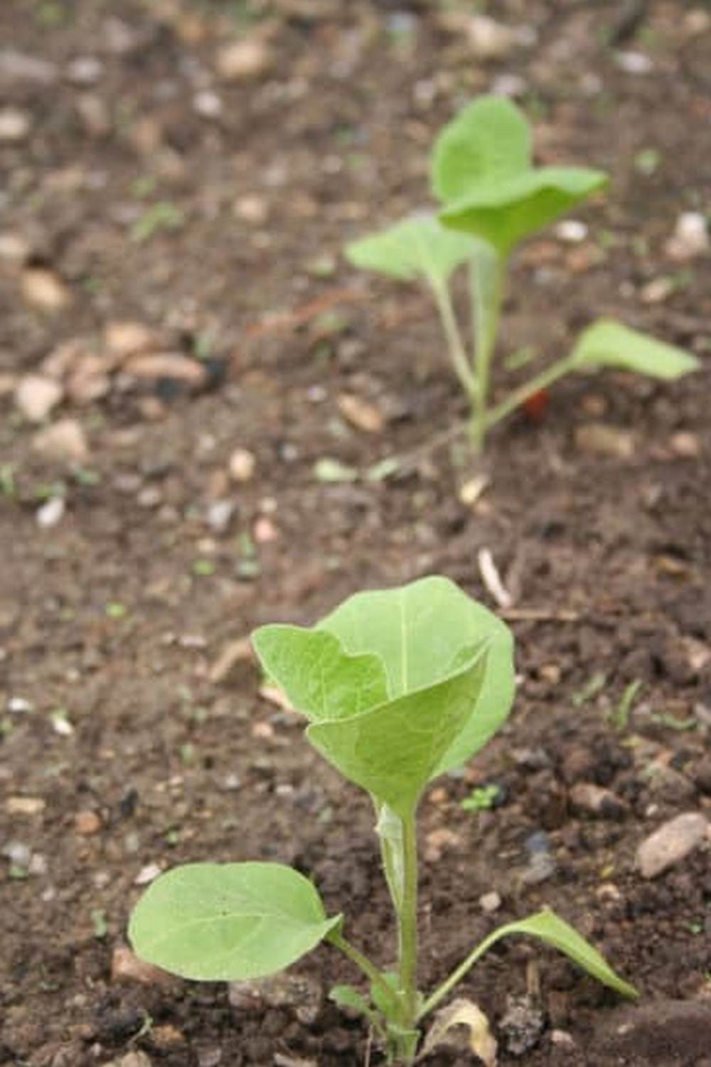 a blend of herbs, tomatoes, and peppers in small spaces