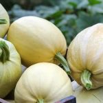 Tips and Tricks for Healthy Crops