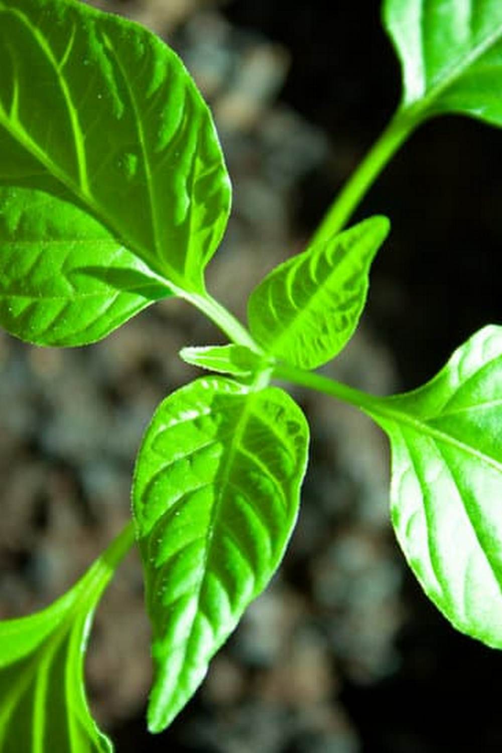 maximizing space, yield, and beauty