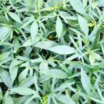 DIY vegetable gardening offers a satisfying, work-free way to grow your favorite produce at home