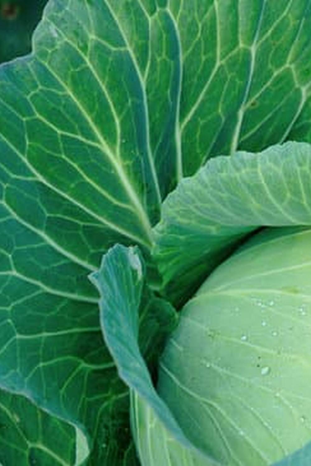 Self-grown produce vs store-bought options for sustainable living