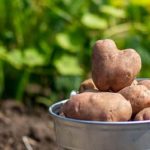 High-quality insect netting for vegetable gardens available in New Zealand. Protect your crops with our effective netting