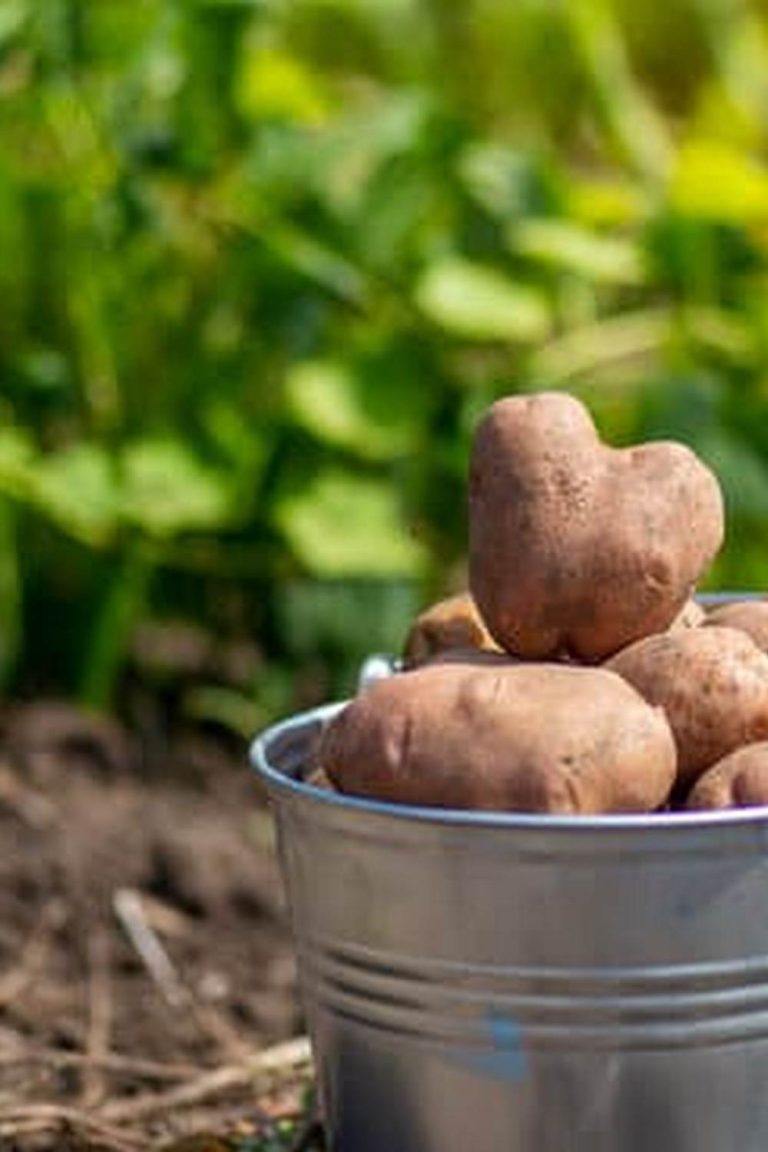 Insect Netting for Vegetable Gardens Nz 3 High-quality insect netting for vegetable gardens available in New Zealand. Protect your crops with our effective netting