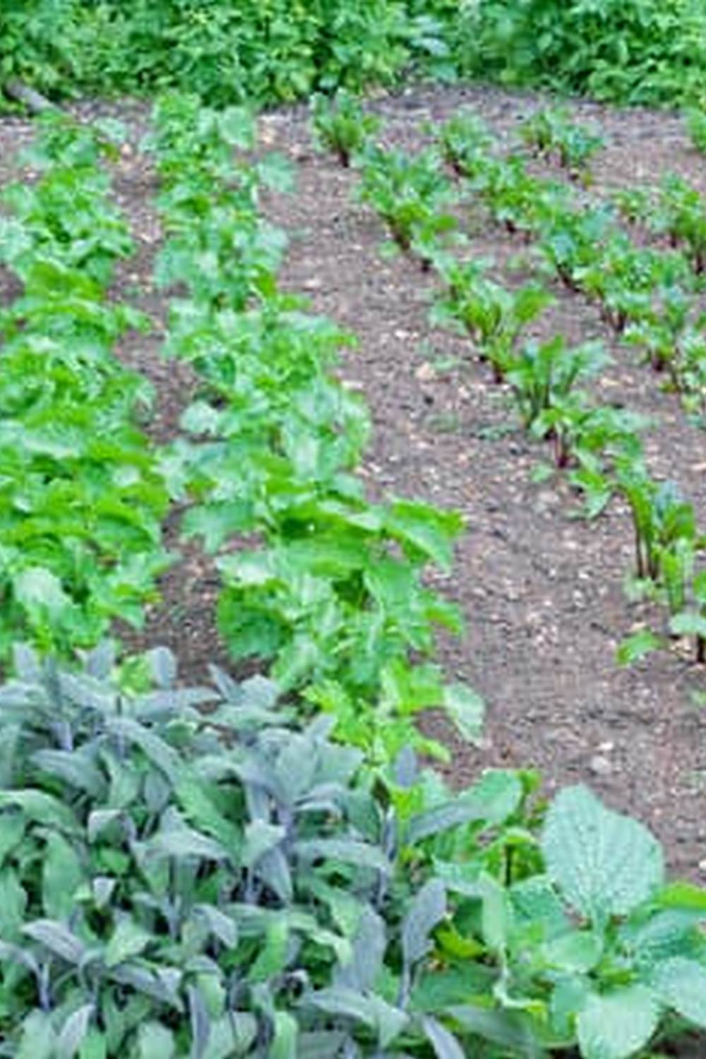 safe for vegetable gardens