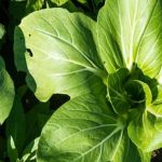 Enhance nitrogen levels in vegetable gardens for healthier, more abundant crops