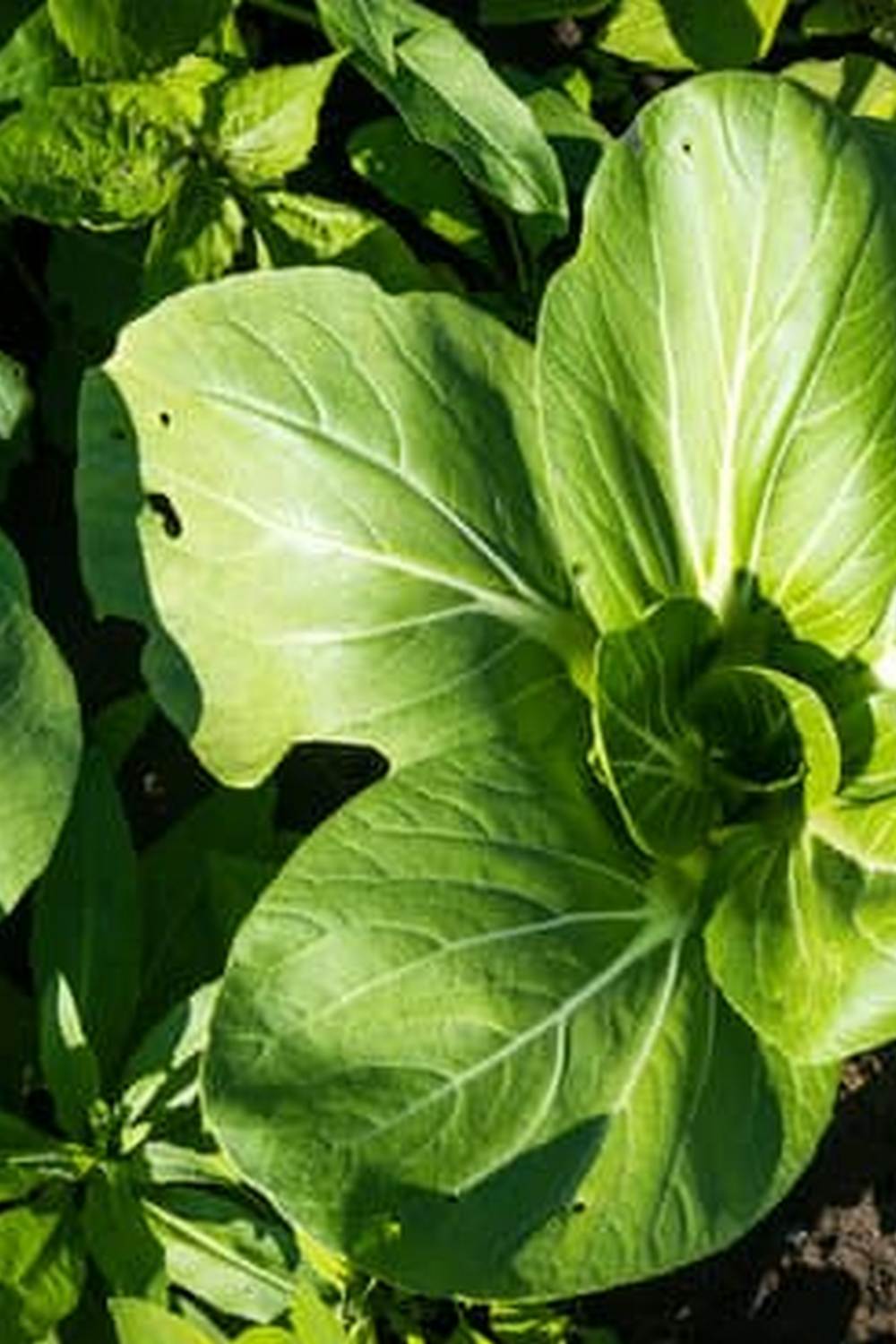 Enhance nitrogen levels in vegetable gardens for healthier, more abundant crops