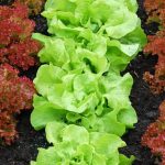 Tips for Protecting Plants and Detering Pests Without Harm