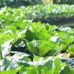 Comprehensive Vegetable Gardening Companion Planting List for Successful Garden Planning