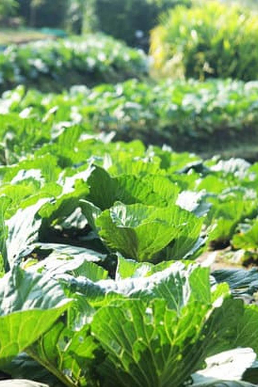 Comprehensive Vegetable Gardening Companion Planting List for Successful Garden Planning