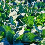 Beneficial bees like bumblebees and honeybees pollinate diverse vegetable gardens, ensuring healthy crop yields