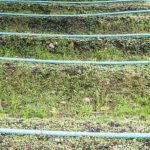Green Manure to Improve Soil Health