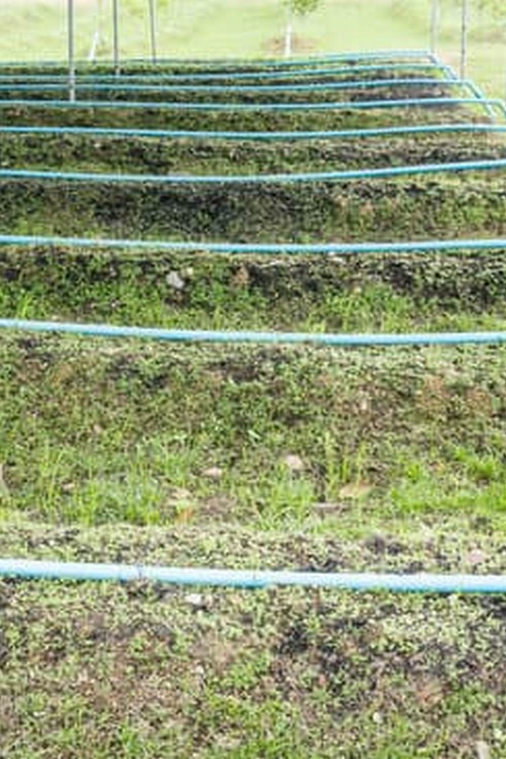 Green Manure to Improve Soil Health