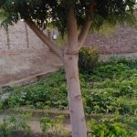 Comprehensive guide for new and experienced gardeners, with expert tips and information