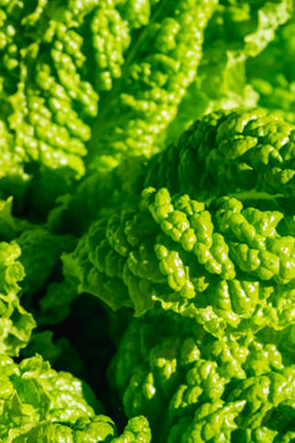 best vegetable gardening books 2017