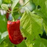 A Sustainable and Space-Efficient Option