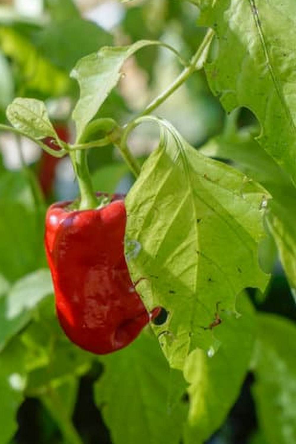 Raised Bed Vegetable Gardening for Beginners Using Pallets 1 A Sustainable and Space-Efficient Option