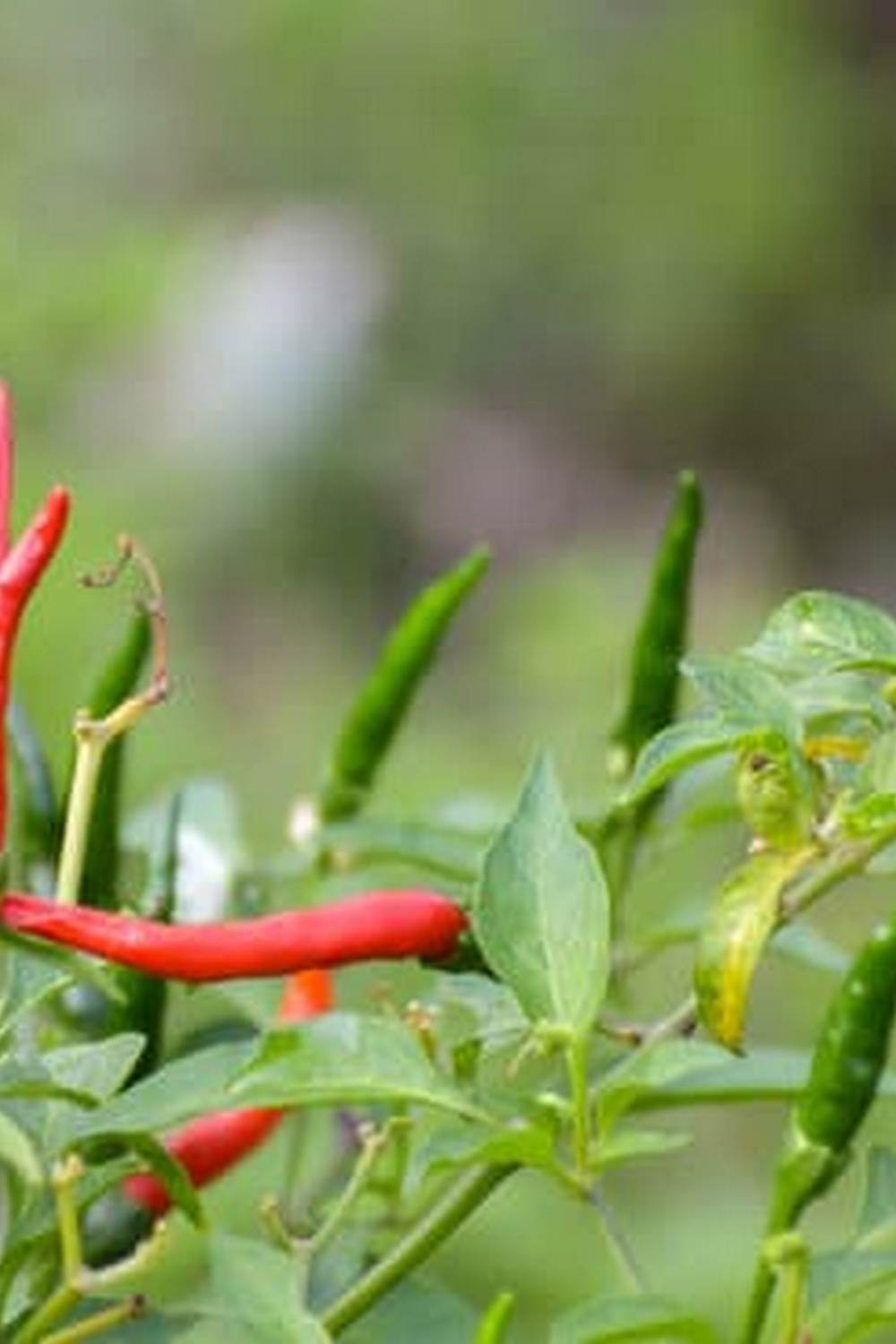 Long-lasting, low-maintenance deck boards perfect for vegetable gardens. Enjoy maintenance-free living with these durable materials