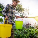 Serene country cottage vegetable gardens brimming with colorful and bountiful produce