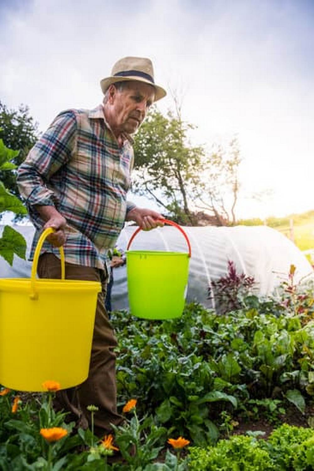 Serene country cottage vegetable gardens brimming with colorful and bountiful produce