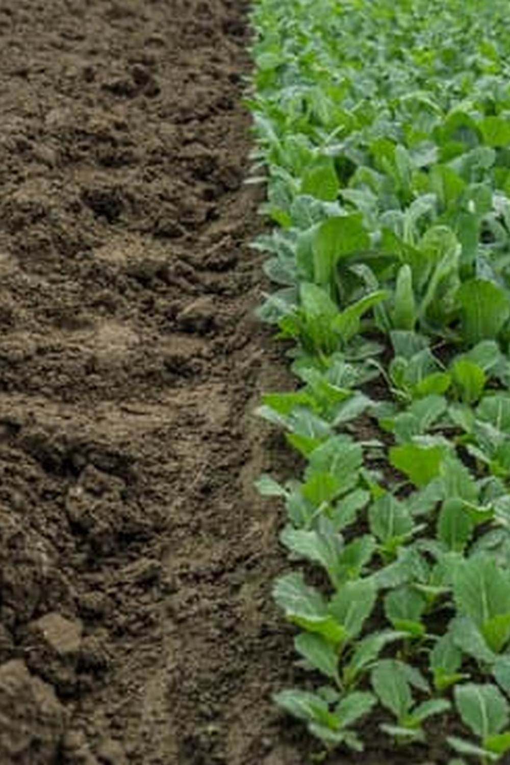 Vibrant urban agriculture in New Orleans, with a focus on sustainable vegetable gardening