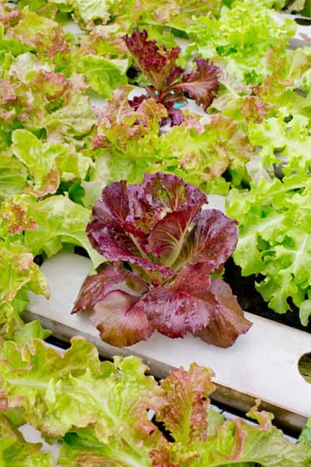 frost-resistant perennial plants like creeping thyme and winter creeper