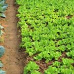 Nutrient-rich coffee grounds enhance vegetable garden soil, promoting healthy growth and abundant yields