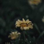 Tips for growing a successful and abundant vegetable garden