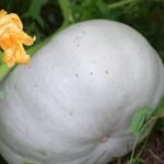 lush greenery in urban street gardens