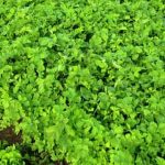 Sturdy vegetable support for climbing cucumbers, ideal for small gardens