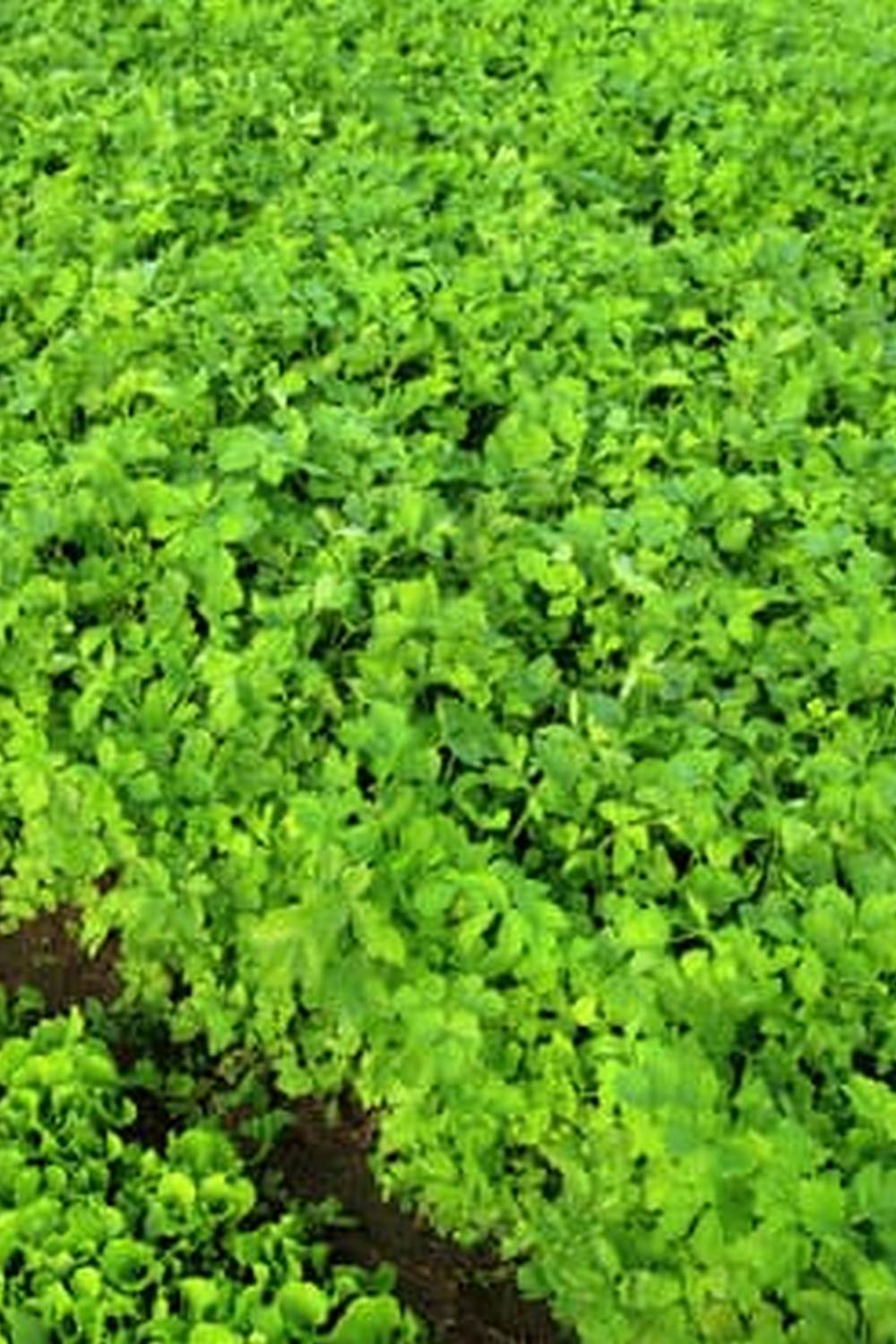 Sturdy vegetable support for climbing cucumbers, ideal for small gardens