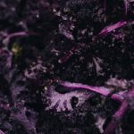 A Guide to Cultivating Fresh Produce in New York