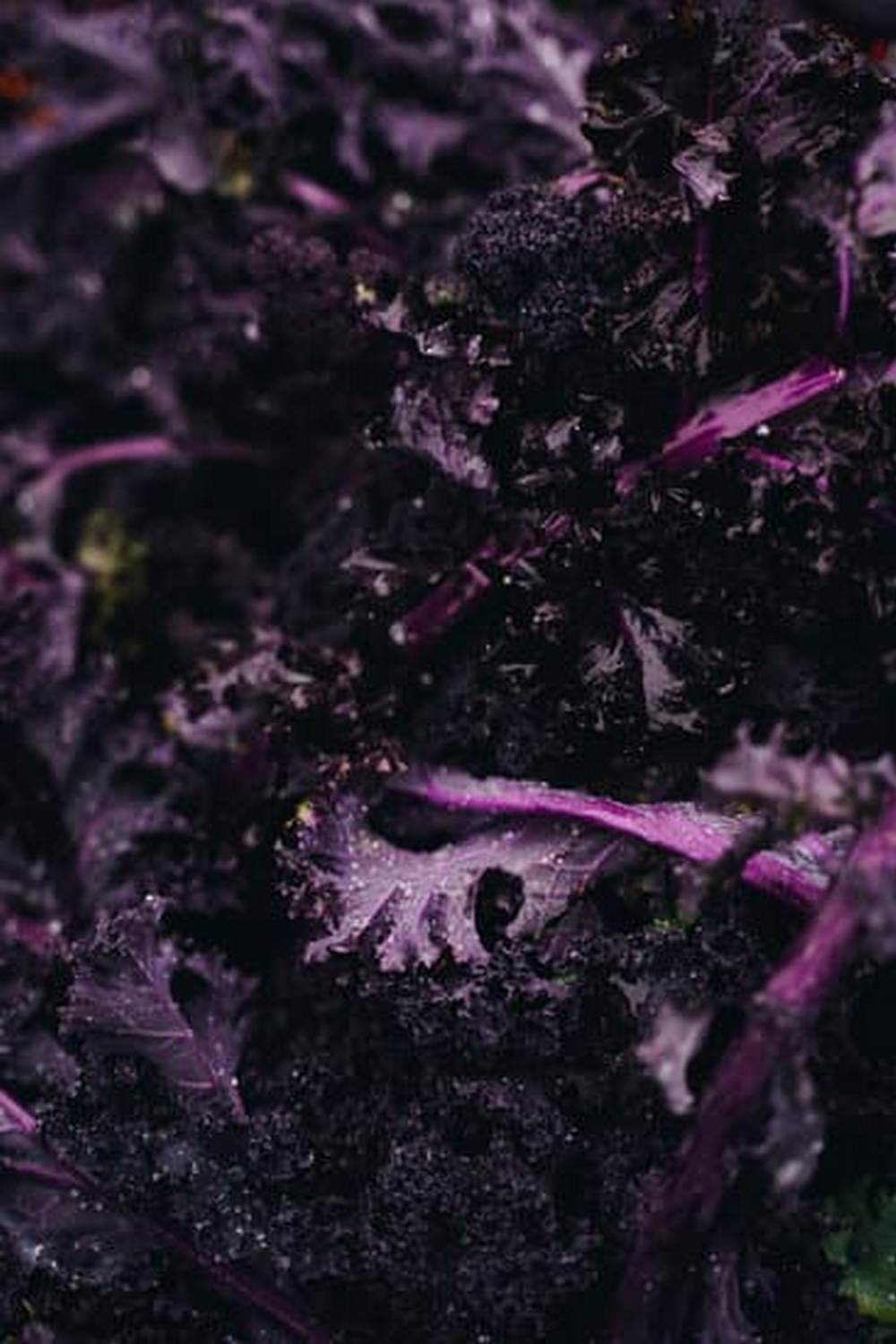 Planting Upstate Ny Vegetable Gardening — Vegetable Gardening News