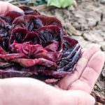 The Vegetable Gardener's Bible by Edward C. Smit – A comprehensive guide to growing vegetables in your garden