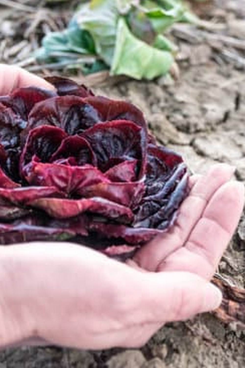 The Vegetable Gardener's Bible by Edward C. Smit – A comprehensive guide to growing vegetables in your garden