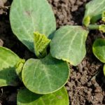 Abundant variety of summer vegetables flourishing in vibrant garden beds