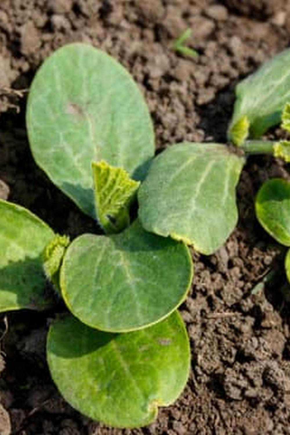 Abundant variety of summer vegetables flourishing in vibrant garden beds