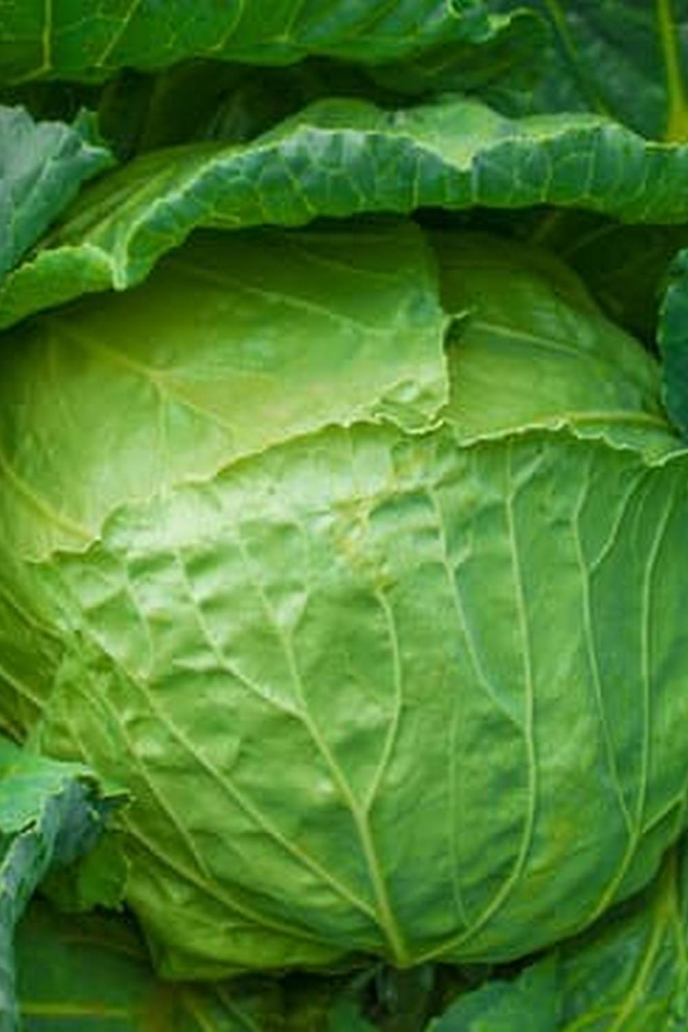 MicroPro Sienna provides eco-friendly protection for your garden plants