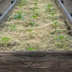 Beginner's guide to growing your own veggies in your backyard